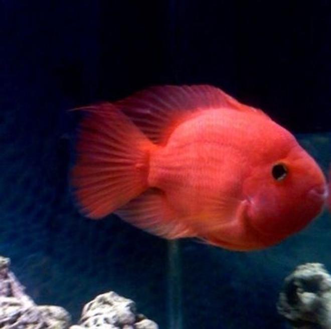 freshwater fish - heros severus x amphilophus citrinellum - blood parrot - My blood parrot "Pinky". She's a King Kong parrot and about 10" in length. She's also 8 years old now. At the moment she lives in a 55g but will be upgrading to the 75g soon.
Absolutely vicious fish. I adore her!!