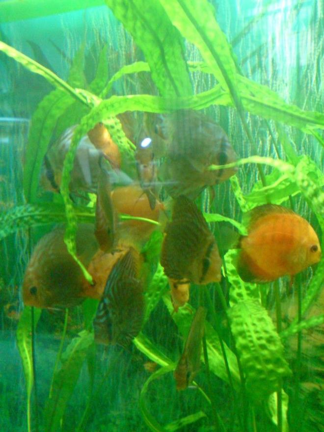 freshwater fish - symphysodon sp. - yellow marlboro discus stocking in 100 gallons tank - discus