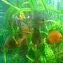freshwater fish - symphysodon sp. - yellow marlboro discus stocking in 100 gallons tank - discus
