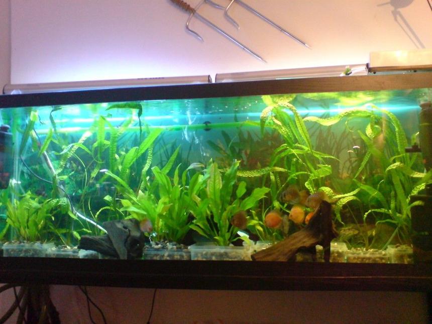 Rated #1387: 100 Gallons Planted Tank - discus tank