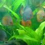 freshwater fish - symphysodon sp. - white discus stocking in 100 gallons tank - ghost
