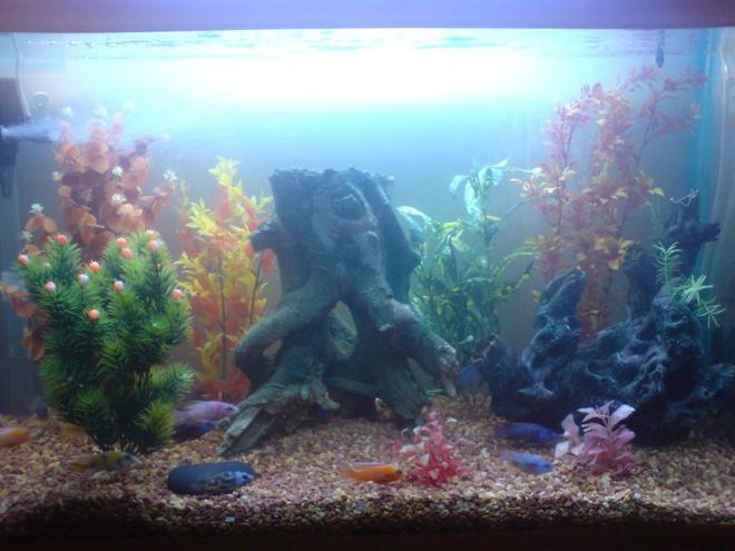 100 gallons freshwater fish tank (mostly fish and non-living decorations) - cichlide tank