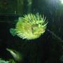 saltwater fish - diodon holocanthus - porcupine puffer stocking in 110 gallons tank - Puffer