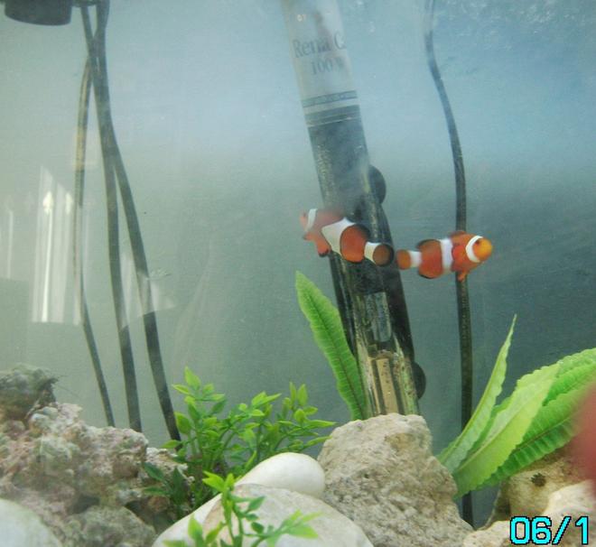 saltwater fish - amphiprion percula - true percula clownfish stocking in 10 gallons tank - my first marine tank work in progress only 3 weeks old