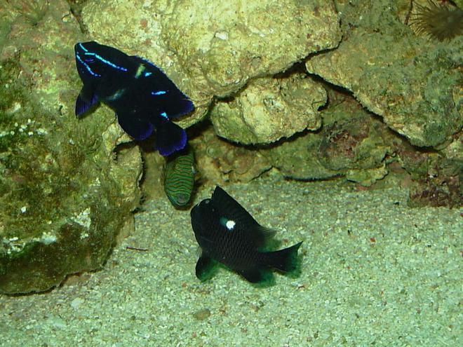 saltwater fish - neoglyphidodon oxyodon - blue velvet damsel stocking in 110 gallons tank - Velvet Damsel