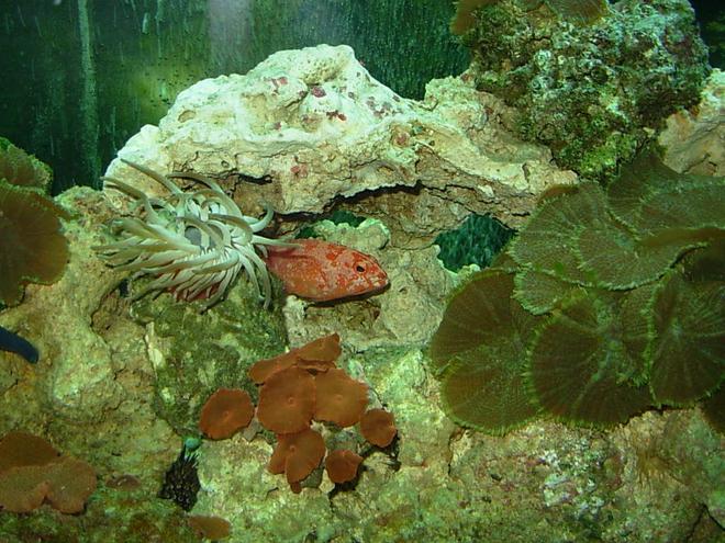 saltwater fish - cephalopholis miniatus - miniatus grouper stocking in 110 gallons tank - grouper Peek-a-boo