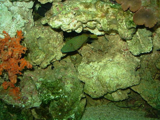 saltwater fish - balistapus undulatus - undulate triggerfish stocking in 110 gallons tank - undulated trigger