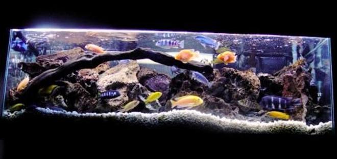 60 gallons freshwater fish tank (mostly fish and non-living decorations) - More recent shot of my main African tank.