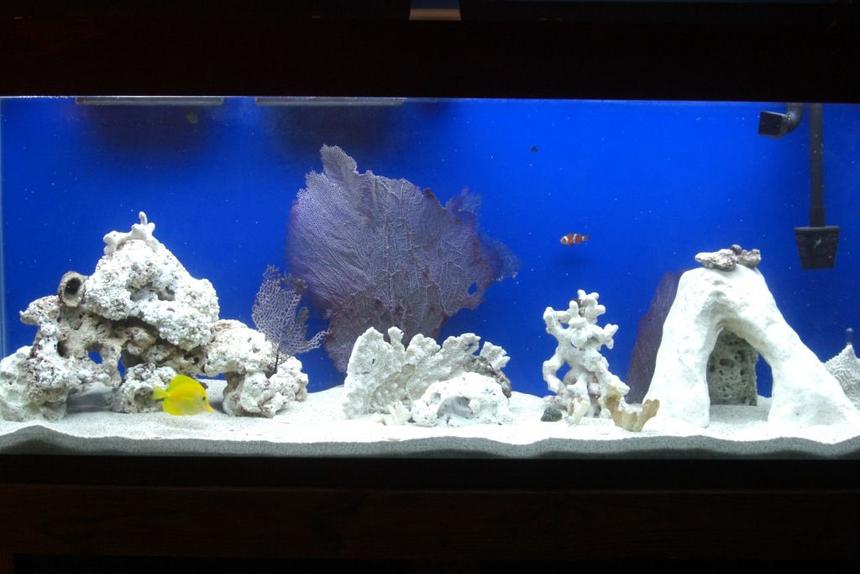 Rated #47: 55 Gallons Saltwater Fish Tank - My 55g Saltwater Tank