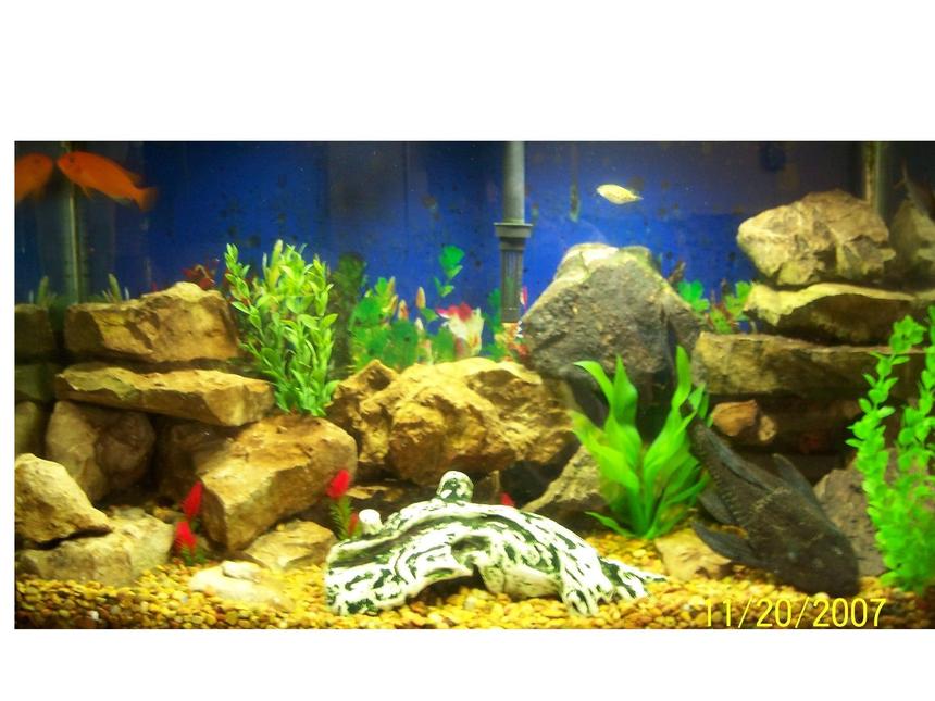 Rated #189: 29 Gallons Freshwater Fish Tank - My fish Tank