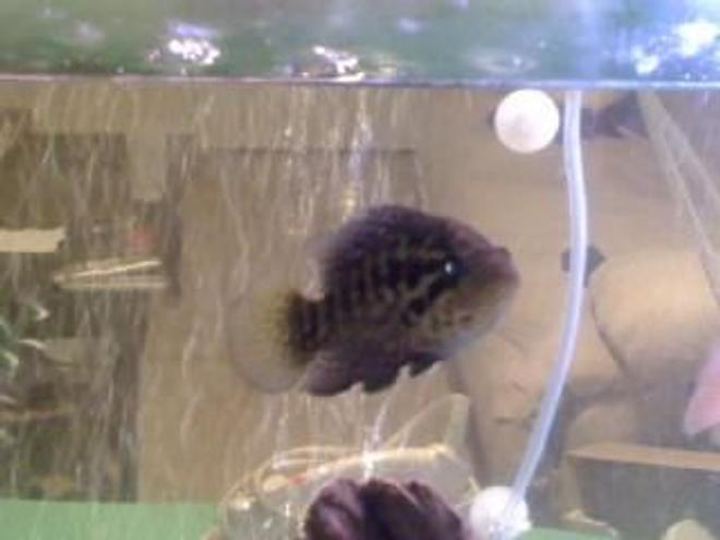 freshwater fish - nandopsis managuense - managuense cichlid stocking in 55 gallons tank - My Manganeses "Monster"