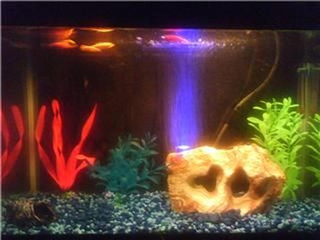 freshwater fish tank (mostly fish and non-living decorations) - Glofish 10 gallon aquarium
2 red glofish, 2 orange glofish, 1 green glofish, 1 zebra danio, & 1 snail. I'm going to get a background on here soon, I just can't decide on what color.