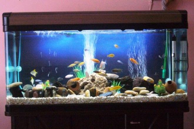 60 gallons freshwater fish tank (mostly fish and non-living decorations) - cichi