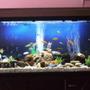 60 gallons freshwater fish tank (mostly fish and non-living decorations) - cichi