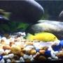freshwater fish - labidochromis caeruleus - electric yellow cichlid - Yellow Lab with Acei swimming by