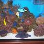 fish tank picture - 11/2007