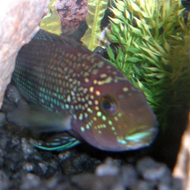 freshwater fish - nandopsis octofasciatum - jack dempsey stocking in 30 gallons tank - My Jack he's a year old now and in a 20g long tank. He was in a 10g. he needs some tank mates........anyone have any suggestions?