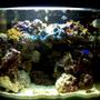 24 gallons reef tank (mostly live coral and fish) - My newly built tank, just 3 months old.