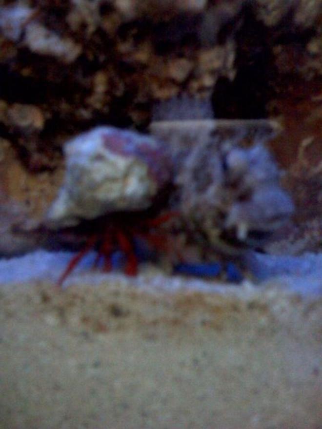 saltwater fish - salarias fasciatus - sailfin/algae blenny stocking in 24 gallons tank - my hermit crab head butting my lawnmower blennie...the lawnmower blennie was in the way so the little crab lifted his shell and rammed it over and over but of course, the lawnmower still blocked the crabs path...it was an amazing fight...