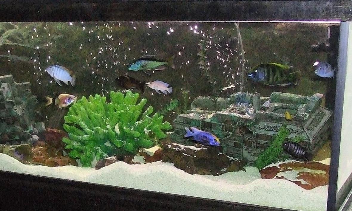 6 gallons freshwater fish tank (mostly fish and non-living decorations) - africans
