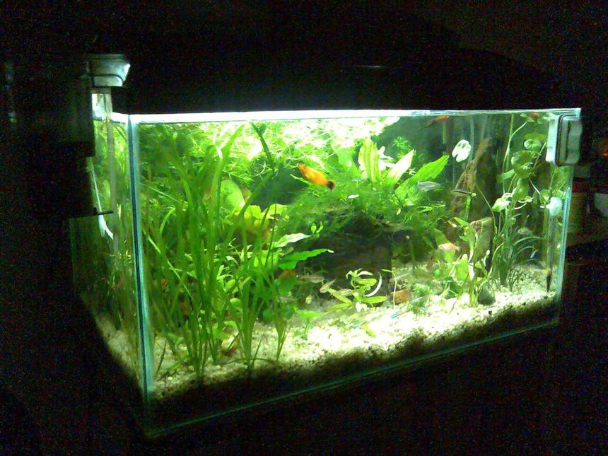 Rated #1553: 14 Gallons Planted Tank - My Tank