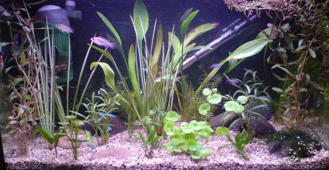16 gallons planted tank (mostly live plants and fish) - ive just started to redo this tank so i thought id put a pic on the site to see if im going in the right direction with it. any comments or tips would be greatly appreciated.