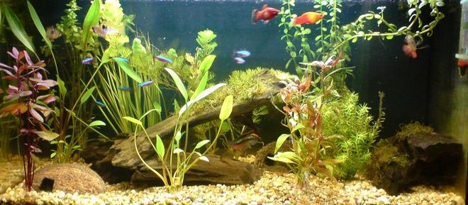 16 gallons planted tank (mostly live plants and fish) - my very 1st tank, this tank got some good ratings first time round so we'll see how it goes this time!