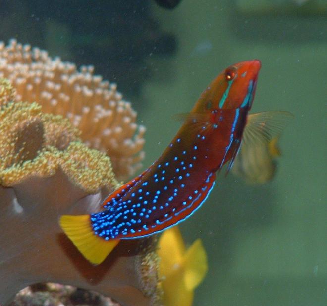 saltwater fish - coris gaimard - red coris wrasse stocking in 91 gallons tank - wrasses
