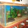 110 gallons freshwater fish tank (mostly fish and non-living decorations) - 110 gallon fish tank with a 1ft long pacu a 7 inch severum a 8 inch shortnosed gar. anda 7 inch irrodesent shark and 5 inch bala shark