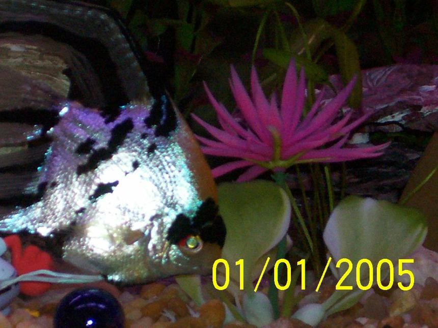 Rated #2149: Freshwater Fish - Pterophyllum Scalare - Assorted Veil Angel Stocking In 125 Gallons Tank - angel fish