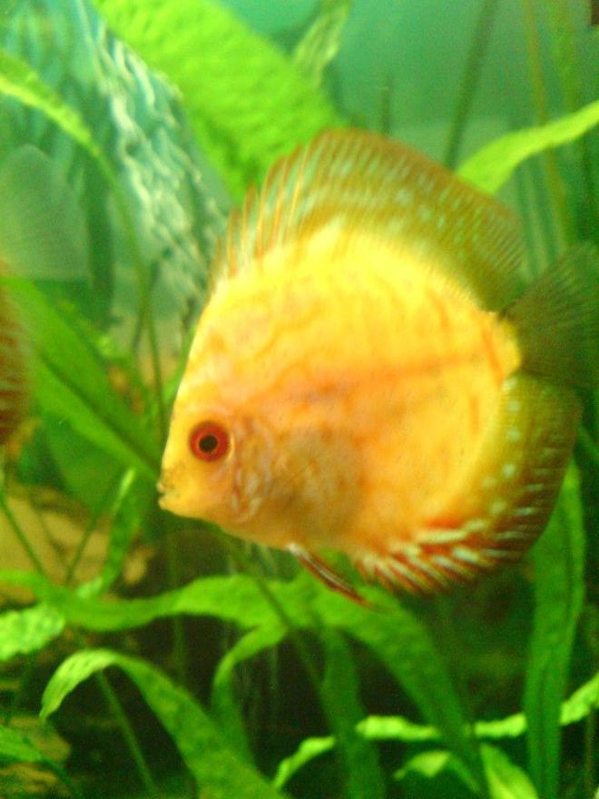 freshwater fish - symphysodon sp. - yellow marlboro discus stocking in 100 gallons tank - Goldy