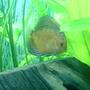 freshwater fish - symphysodon spp. - pigeon blood discus stocking in 100 gallons tank - Pill