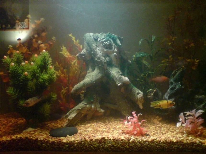 Rated #3126: 100 Gallons Freshwater Fish Tank - cichlide tank