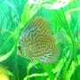 freshwater fish - symphysodon spp. - red turquoise discus stocking in 100 gallons tank - Beauty