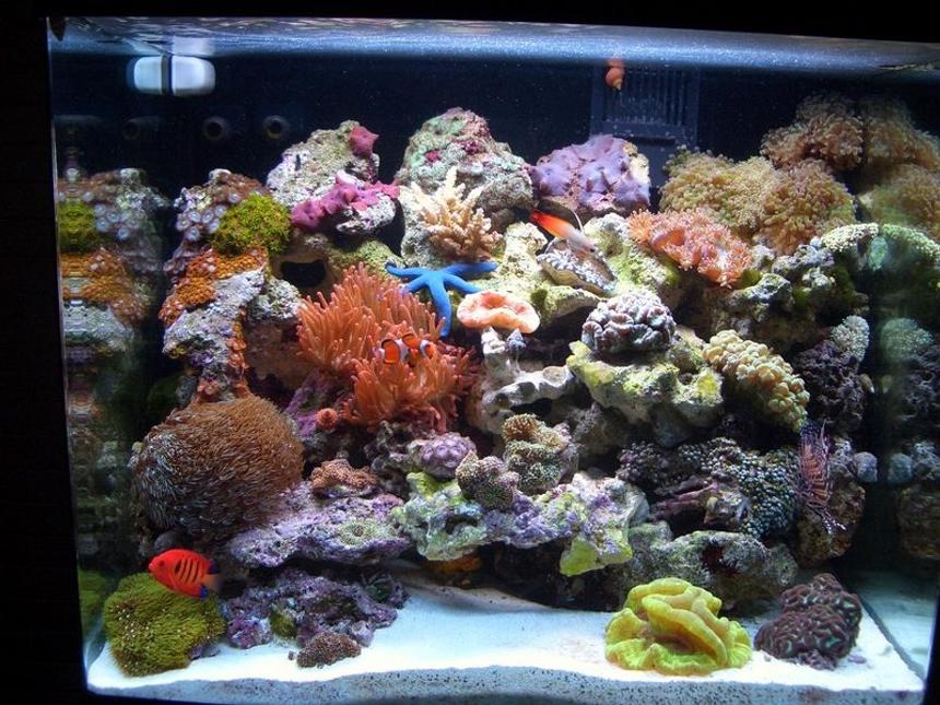 Rated #14: 34 Gallons Reef Tank - 34 Gallon after 3 months