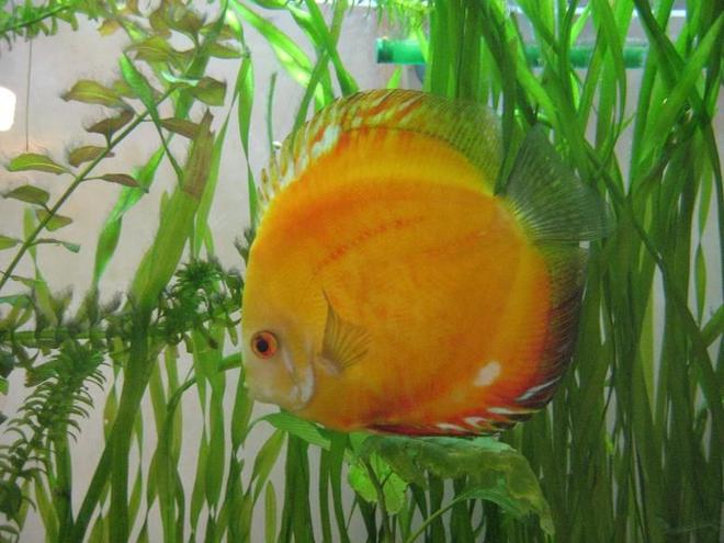 freshwater fish - symphysodon sp. - yellow marlboro discus stocking in 50 gallons tank - my 2 year old marlboro red discus,actually the first in my successful discus keeping experience.
