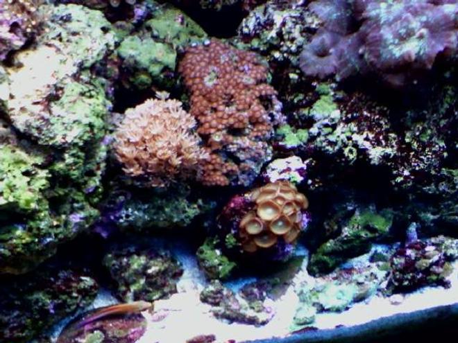 55 gallons reef tank (mostly live coral and fish) - 55 gal reef