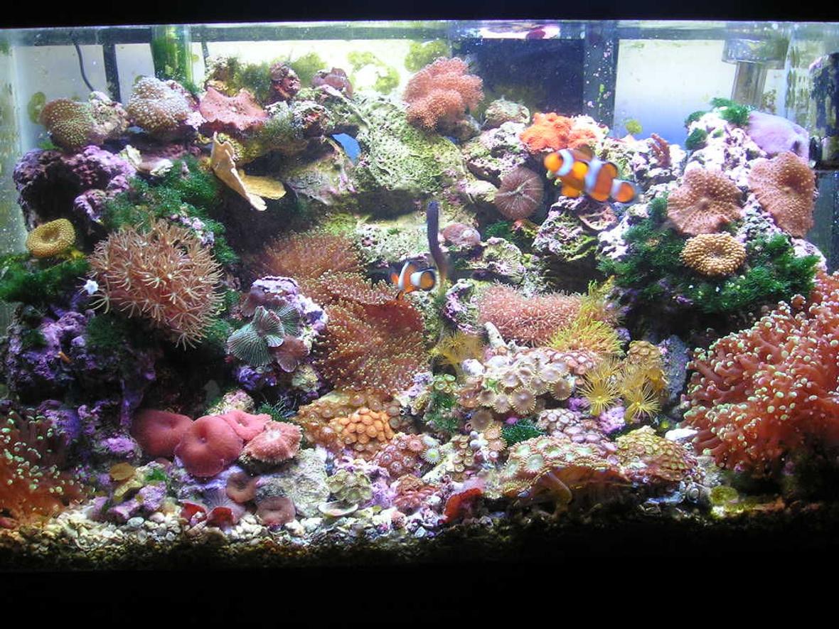 10 gallons reef tank (mostly live coral and fish) - This is my 10 gallon Reef Tank. I have about 30 lbs. of live rock, 80 watt compact light fixture, hang on filter and power head. I have several types of zoas, polythoas, and mushrooms. I also have a Green tip Frog pawn and a hybrid Torch/Frogpawn. I have a pair of Ocellaris clowns, Bicolor Blenny, Pair of Wheeler Watchman Gobies, Pistol Shrimp, and a Cleaner Shrimp.