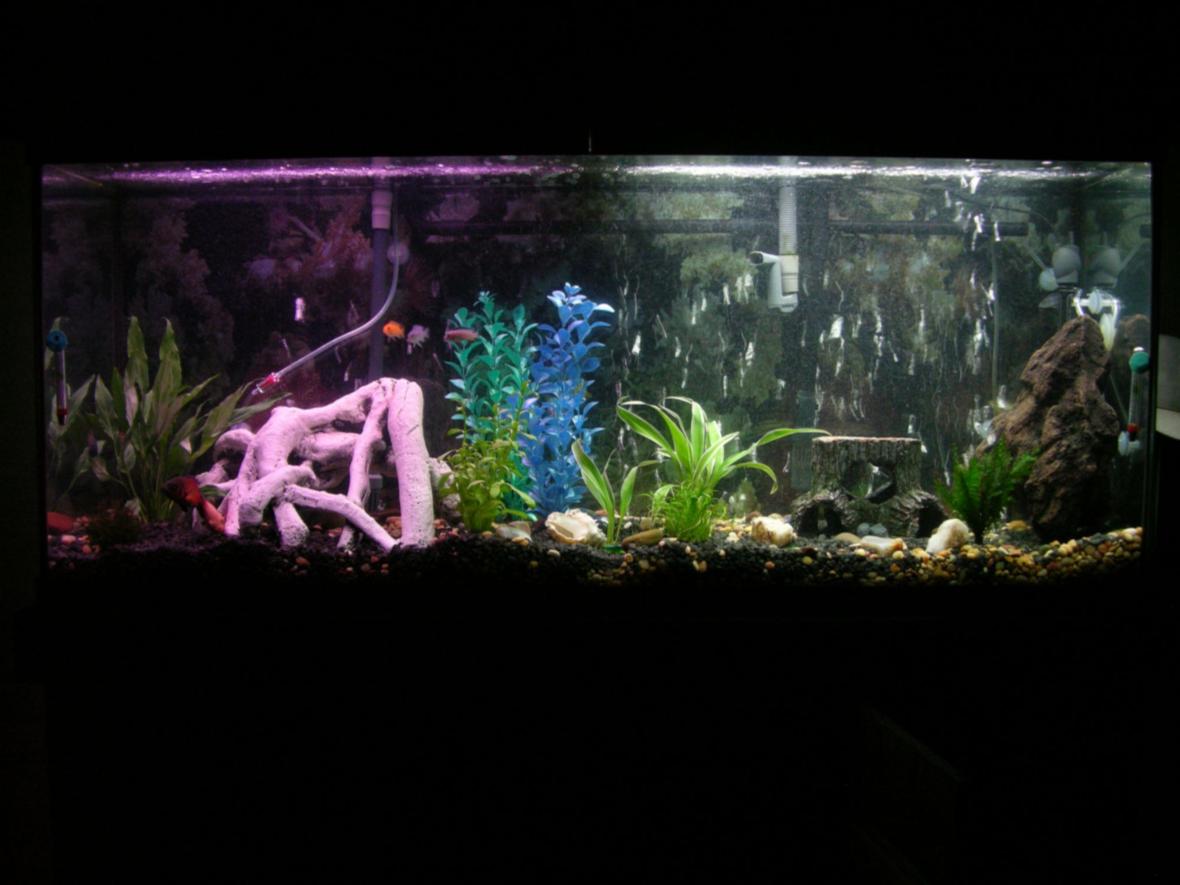 75 gallons planted tank (mostly live plants and fish) - Well here it is. Not bad for my first fish tank. Least I don't think but that is why its here for you to decide.