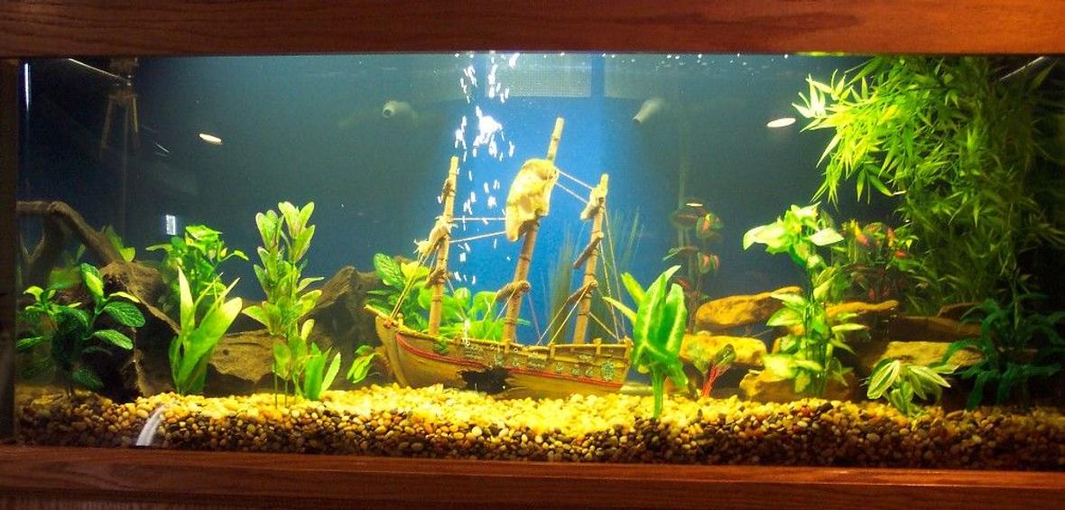 75 gallons freshwater fish tank (mostly fish and non-living decorations) - Our new 75 gal. tank.