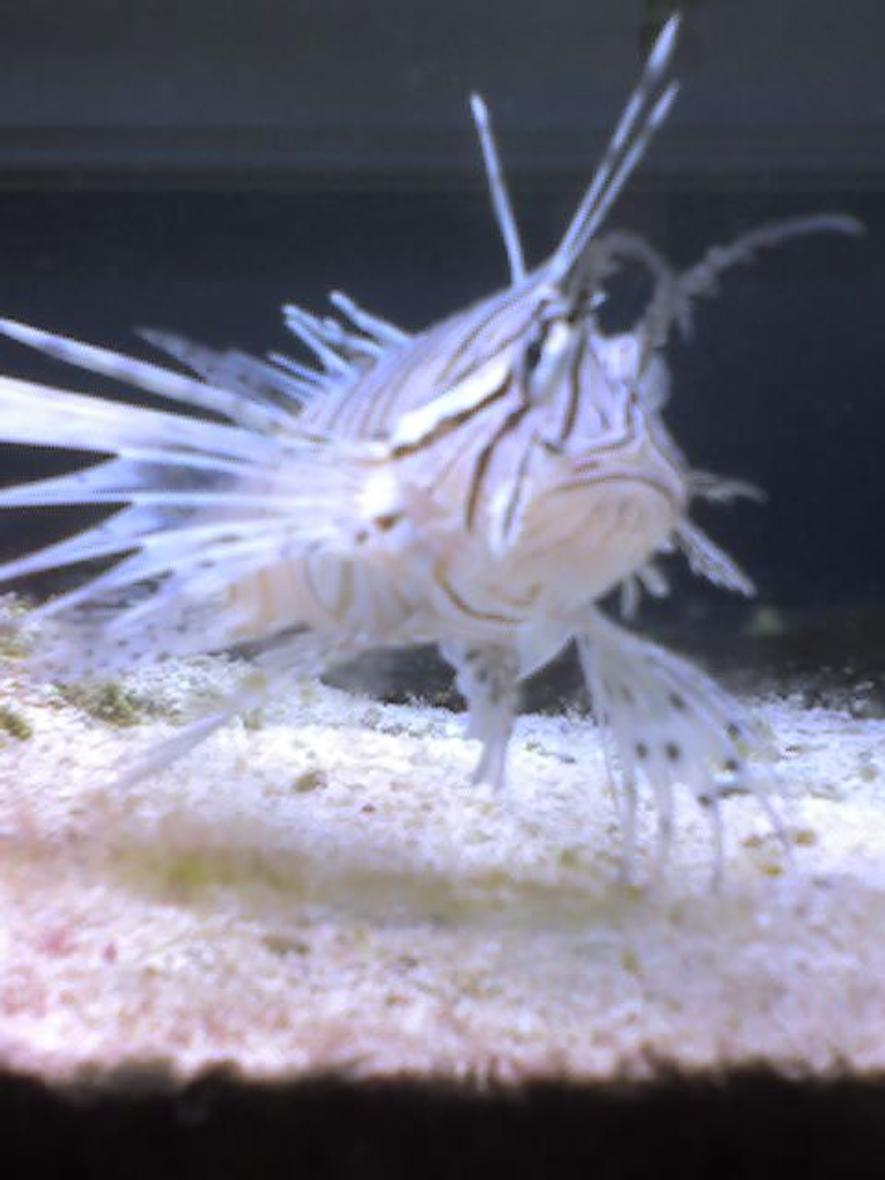Rated #81: Saltwater Fish - Pterois Volitans - Volitan Lionfish Stocking In 60 Gallons Tank - its Dameon i gave him that name cause he ate four fishes and killed my powder brown tang that bitch