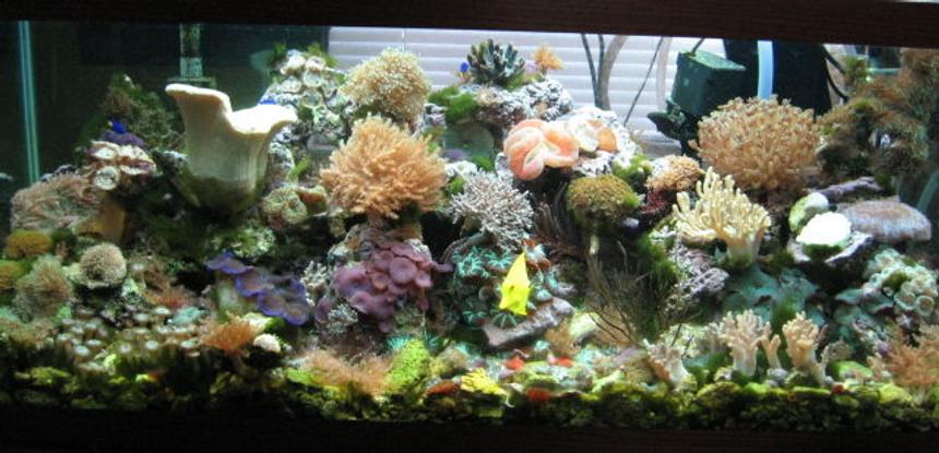 Rated #38: 75 Gallons Reef Tank - 75 gal reef