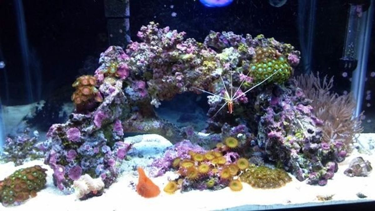 marine aquarium rock