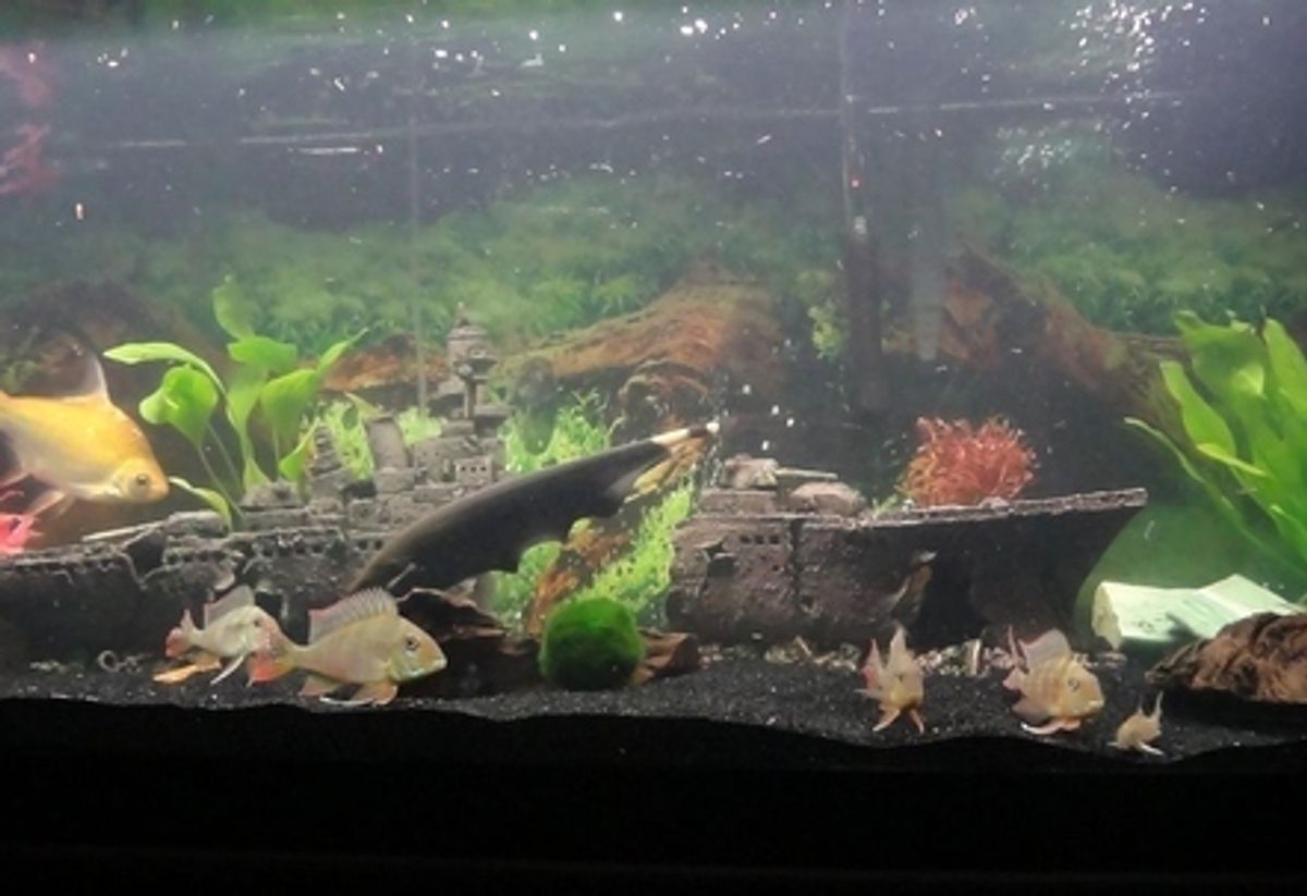 How to Aquarium Supplies - RateMyFishTank.com