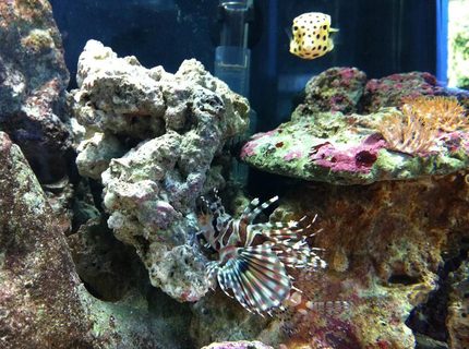 100 dwarf zebra lionfish