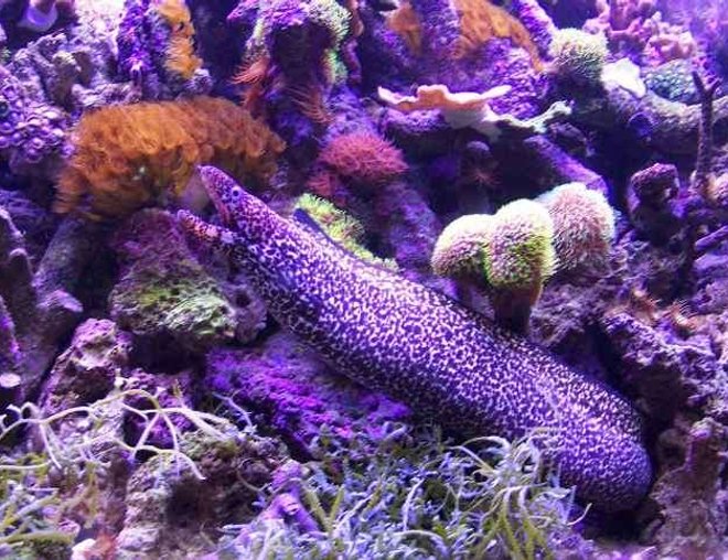 saltwater fish - muraena lentiginosa - jeweled moray eel stocking in 125 gallons tank - spotted moray eel in my reef tank.Plese do not try to recreate or attempt this stunt at home unless under the supervision of professionals and medical personel.