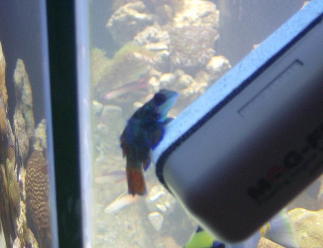 saltwater fish - synchiropus splendidus - green mandarin stocking in 90 gallons tank - 1 of my babys