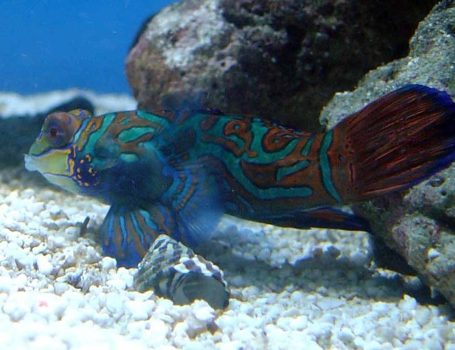 saltwater fish - synchiropus splendidus - green mandarin stocking in 185 gallons tank - update