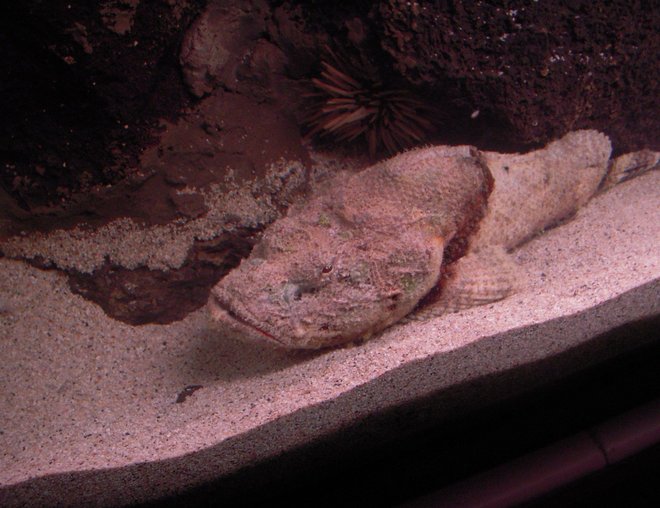 saltwater fish - scorpion fish stocking in 125 gallons tank - Scorpion fish AKA Devil fish . One of the worlds most poisonous  fish caught in with my hand net very scary when it gets mad !!