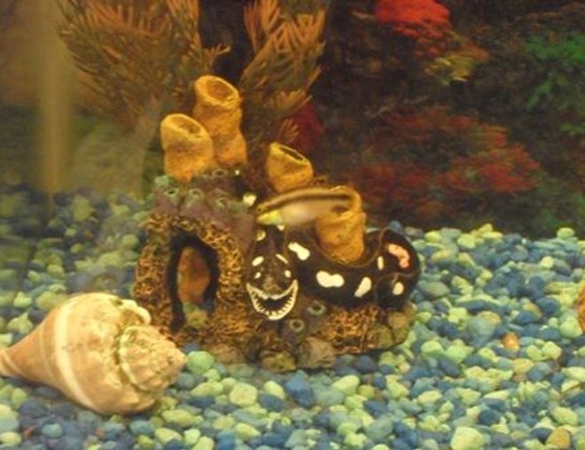 saltwater fish stocking in 10 gallons tank - one of my kribensis